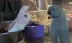 Papagei flirtet mit Plüschhäschen