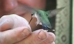 Hand Tame Colibri