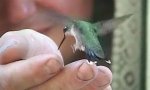 Lustiges Video : Handzahmer Kolibri