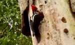 Woodpecker Vs Monster Worm