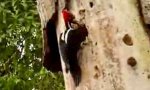 Funny Video : Woodpecker Vs Monster Worm