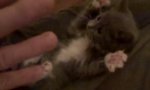 Lustiges Video : Überraschte Katze