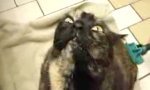 Funny Video : Demoniac Cat Massage Brush