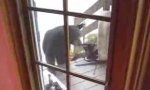 Funny Video : Watch Cat