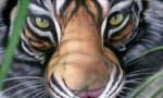 Lustiges Video : Weltsensation: Tiger mit drei Muschis