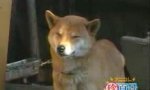Lustiges Video : Grinsender Hund