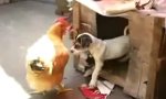 Hund schleppt Hühnchen ab