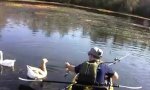 Funny Video : Wild Geese