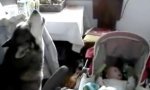 Funny Video : Fluffy Babysitter