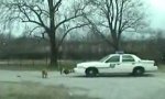 Funny Video : Police Dogs