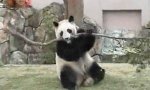 Lustiges Video - Die Rache des Panda