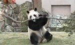 Funny Video : Rage Of The Panda