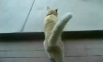 Funny Video : Cat Horror