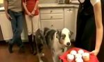 Lustiges Video : Psycho-Hundeblick