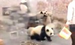 Panda mit Fluchtplan