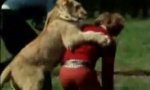 Lustiges Video : Wiedersehen mit einem Löwen