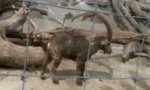 Movie : Itchy Ibex