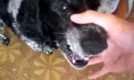 Lustiges Video : Nuschel-Hund