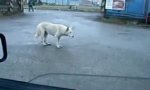 Lustiges Video : Tanzender Hund