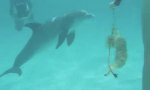 Movie : Aufdringlicher Delphin