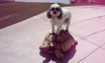 Turtle Drive - Hund fährt Panzerfahrzeug