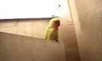 Funny Video : Gut zu Vögeln